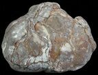 Crystal Filled Dugway Geode (Polished Half) #67490-1
